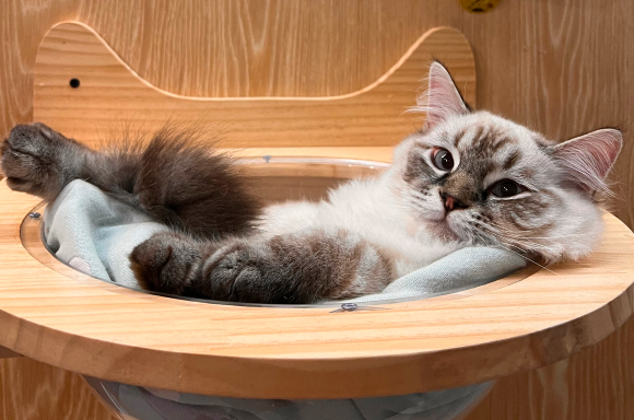 日本「貓咪經濟學」帶來 2 兆 5000 億日幣效益：寵物數比新生兒多、小玉站長爆紅帶來熱貓潮！