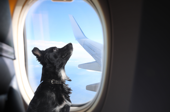 全球首家毛孩航空！Bark Air 一趟要價 20 萬台幣　航點飛紐約、洛杉磯、倫敦
