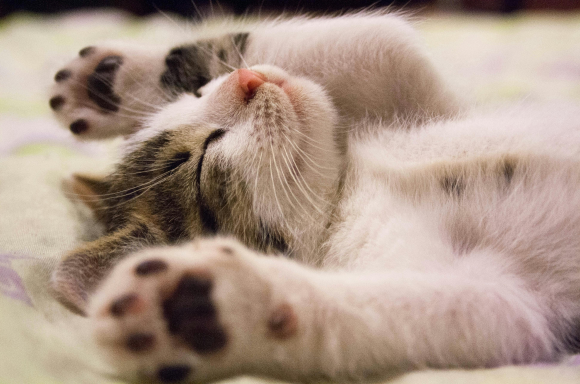 貓咪壽命知多少？科學期刊研究 8000 隻貓　結果出爐：平均壽命 11.7 歲